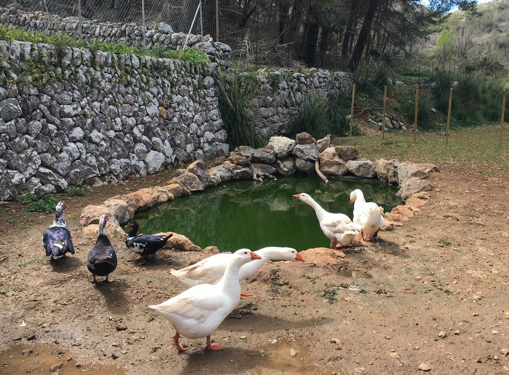 Finca Ses Fontanelles Andratx Exterior foto